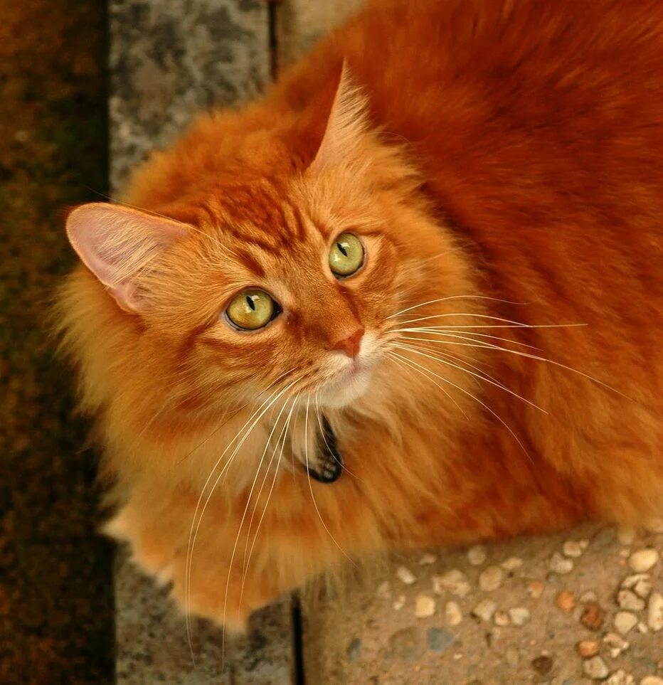 Цвет рыжего кота