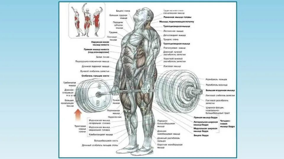 Тяга какие мышцы работают. Становая тяга на какие группы мышц. Становая тяга мышцы задействованы разгибатель позвоночника. Схема мышц при работе со штангой. Какие группы мышц задействует тяга.
