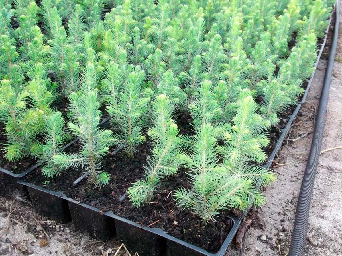 Сеянцы туи пихты. Елки из леса на участке. Посадка ели. Саженцы ель канадская коника. Ель коника корни.