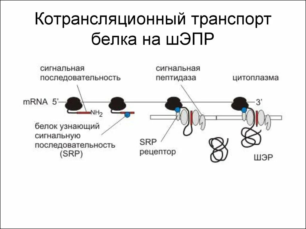 Синтез и транспорт белков в эпс. Котрансляционный транспорт белка. Сигнальная последовательность белка. Котрансляционный Синтез белка. Котрансляционный транспорт растворимых белков.