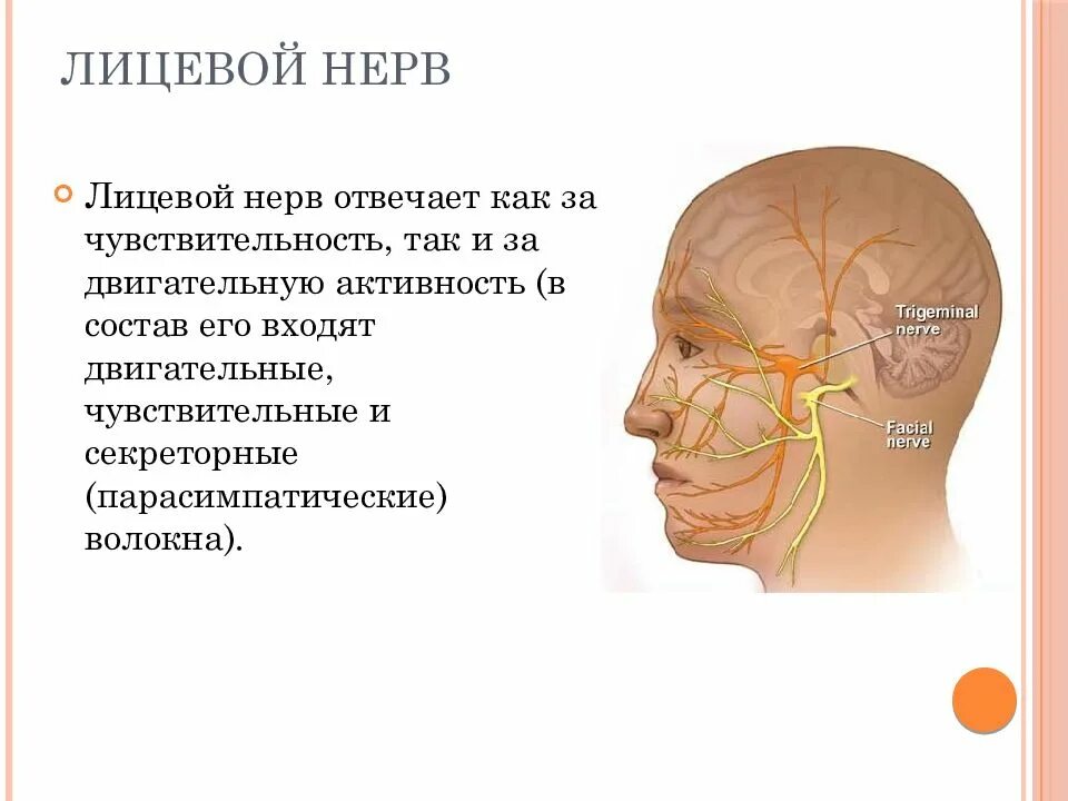 Правый лицевой нерв. Неврит лицевого нерва анатомия. За что отвечает лицевой нерв. Лицевой нерв чувствительный.