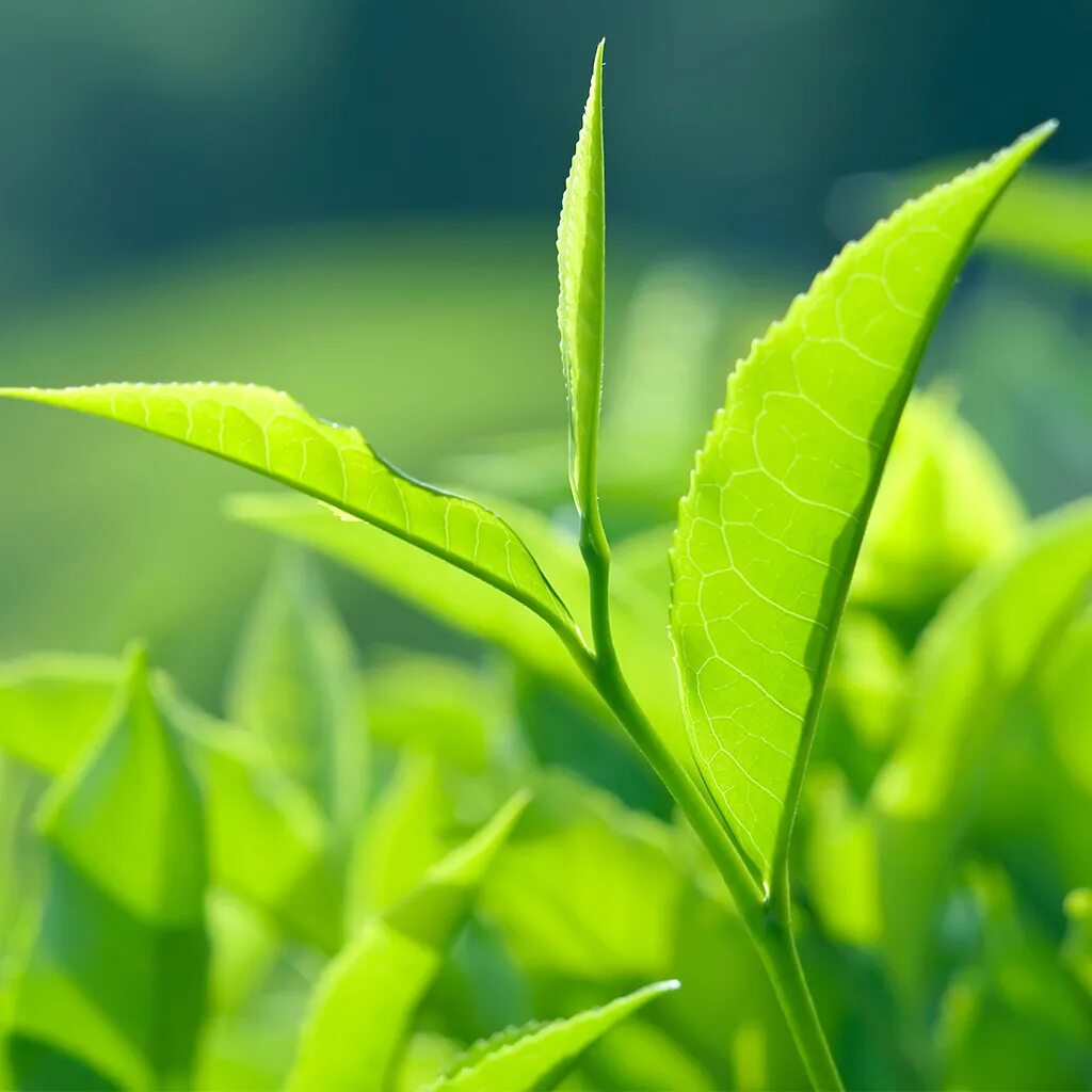 Листья чая купить. Листья чая. Зеленый чай листья. Листья чайного дерева. Зеленые чайные листья.