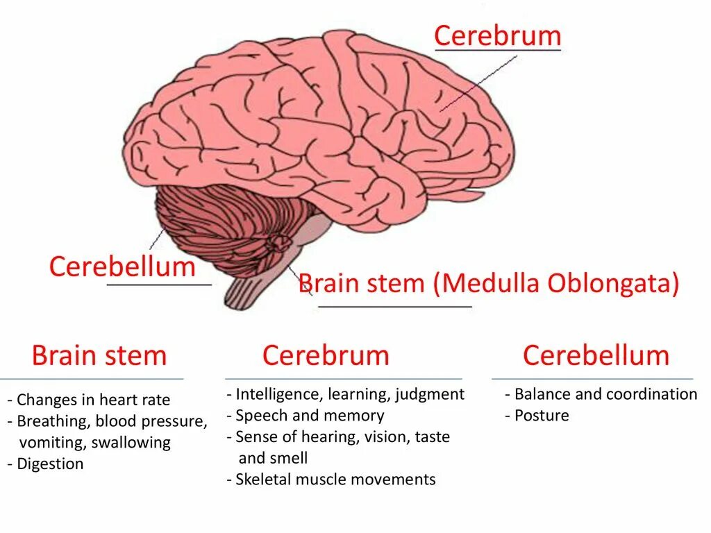 Main brain. Cerebrum cerebellum brainstem. Cerebellum анатомия. Human Brain cerebellum. Cerebrum Oblongata.