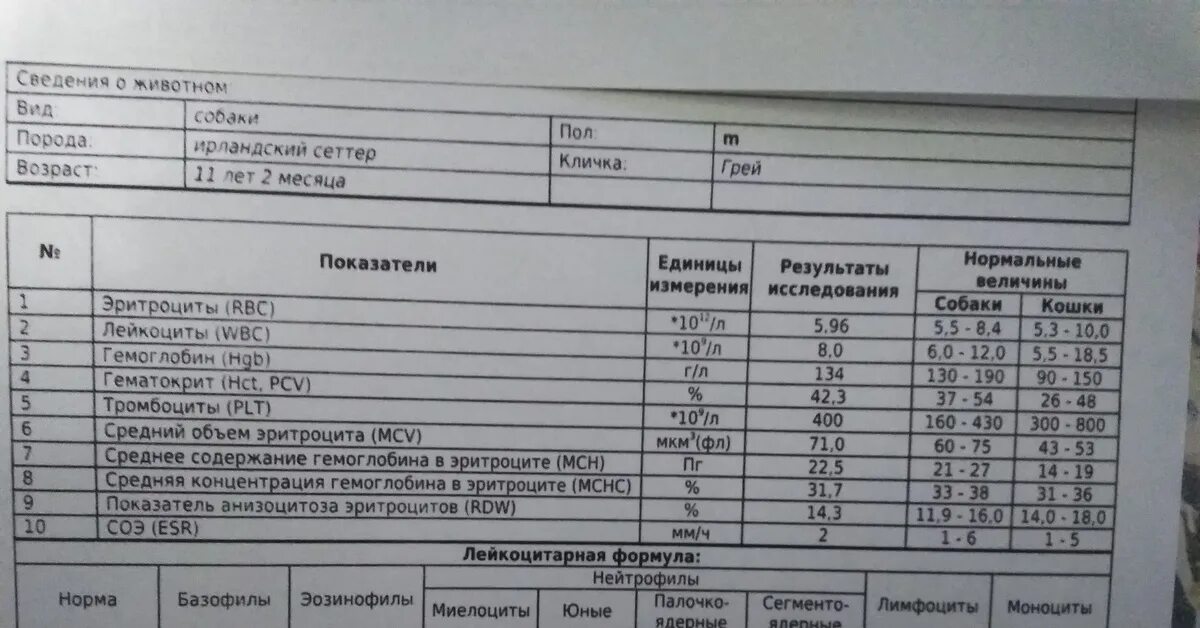 У собаки моча с кровью что это. У собаки моча с кровью что это