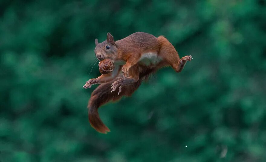 Белка в полете фото Pin on БЕЛКИ. Funny squirrel pictures, Squirrel pictures, Squirrel funny
