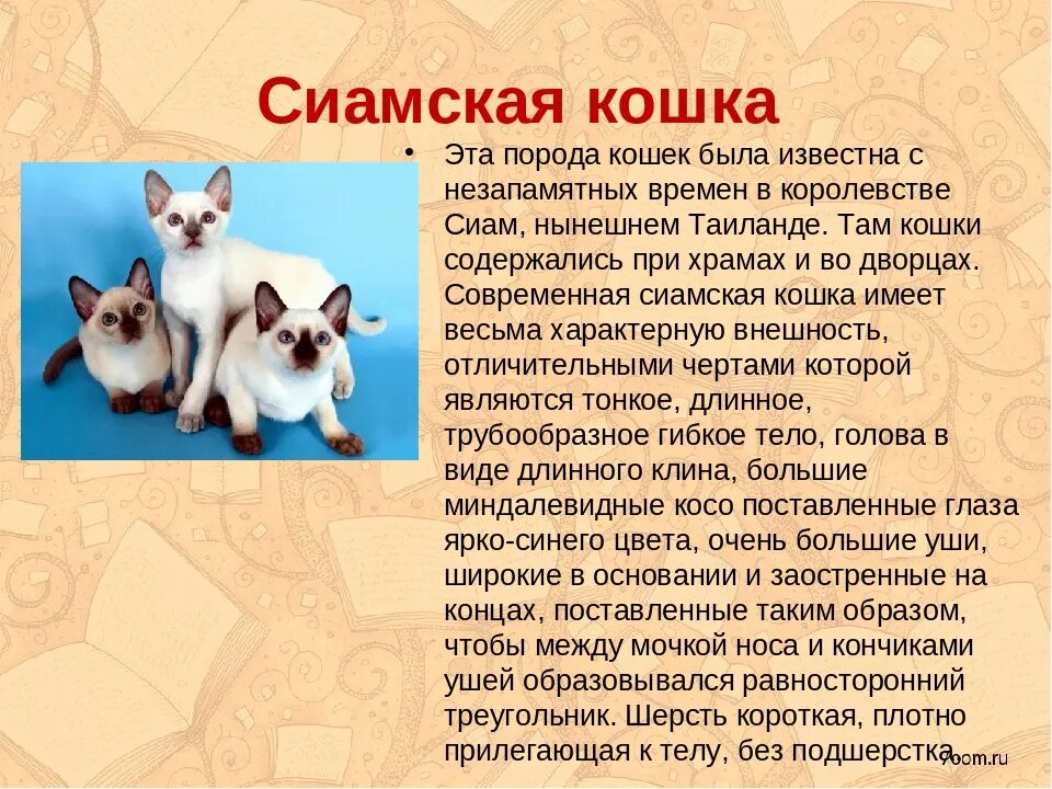 Текст описание кошки 2 класс. Рассказ про сиамского кота. Информация о сиамской кошке. Интересные факты о сиамских котах. Рассказ о сиамской породе кошек.