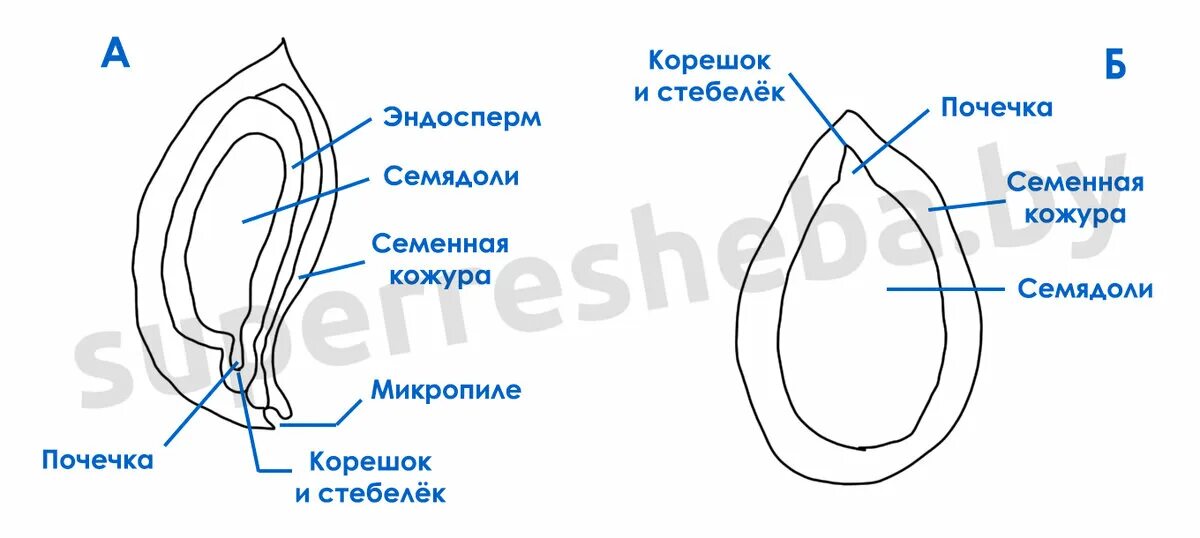 Рассмотрите рисунок семени какая структура обозначена. Зародыш семени. Из чего состоит зародыш семени. Строение семениродыша. Строение семени зародыш эндосперм.