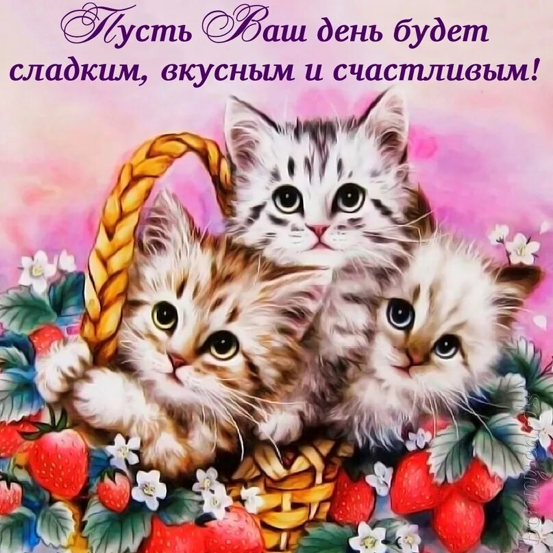 Доброго дня картинки с котами