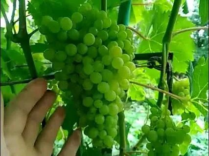 Кишмиш щелкунчик
