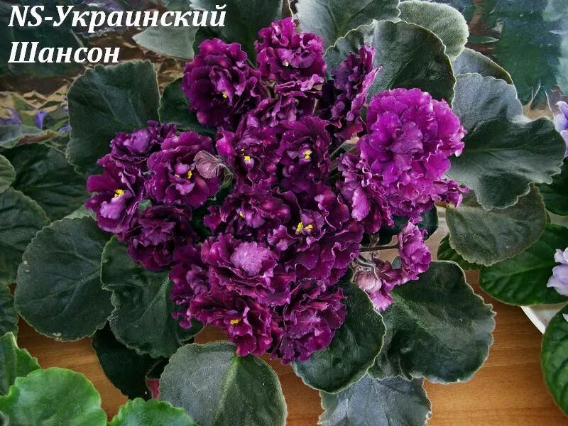 Ек арабская ночь. Фиалка arabian night. Украинские фиалки. Фиалка шансон фото. Фиалка шансон.