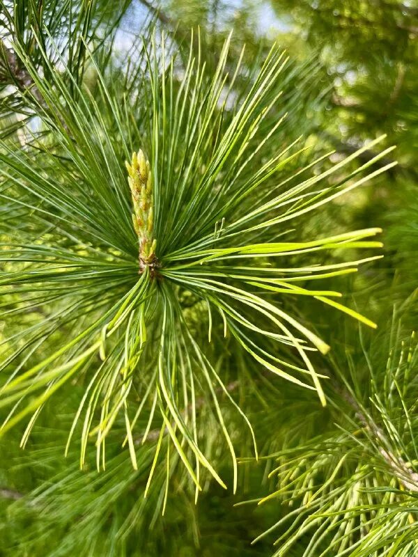 северный кедр. сосна кедровая стланиковая. кедр сибирский pinus sibirica. кедр сибирский pinus sibirica. сибирский кедр (pinus sibirica du tour).
