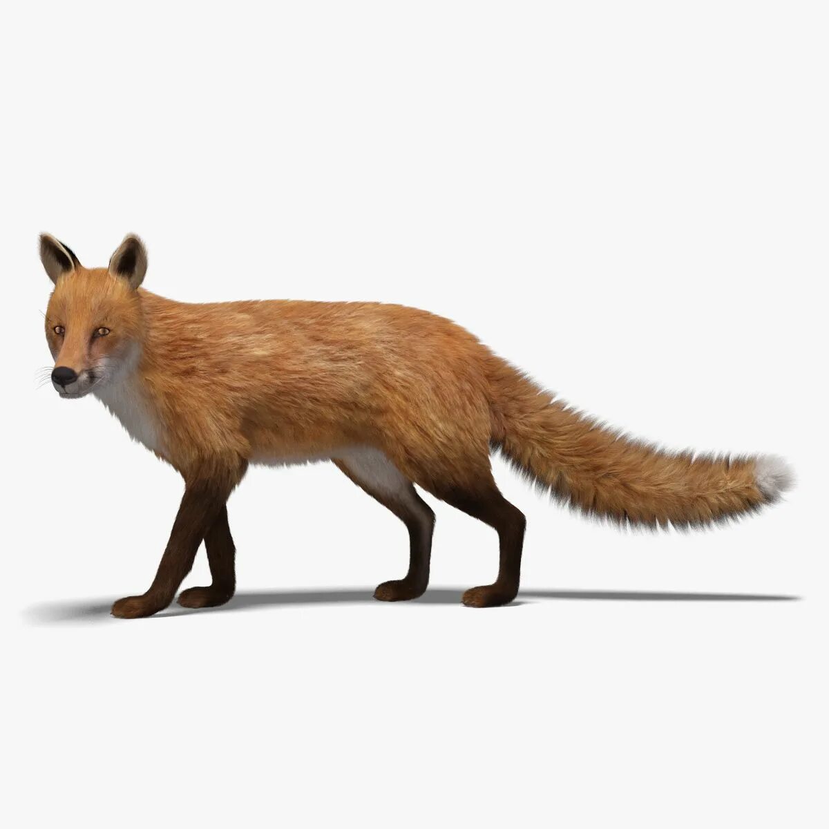 Fox model