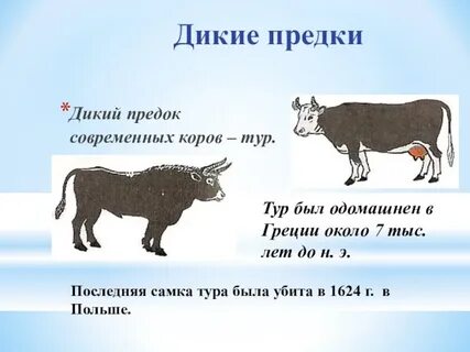 Дикий ответы