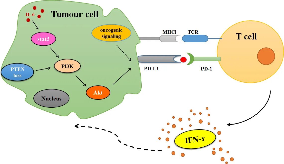 Рецепторы pd1 и PD-l1. PD-l1 Pathway. PD-1 С лигандами PD-l1 и PD-l2. PD-l1 Pathway Cancer.