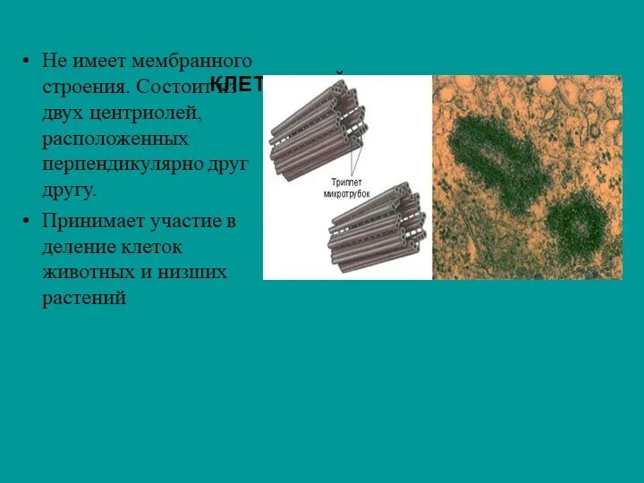 Деление центриолей