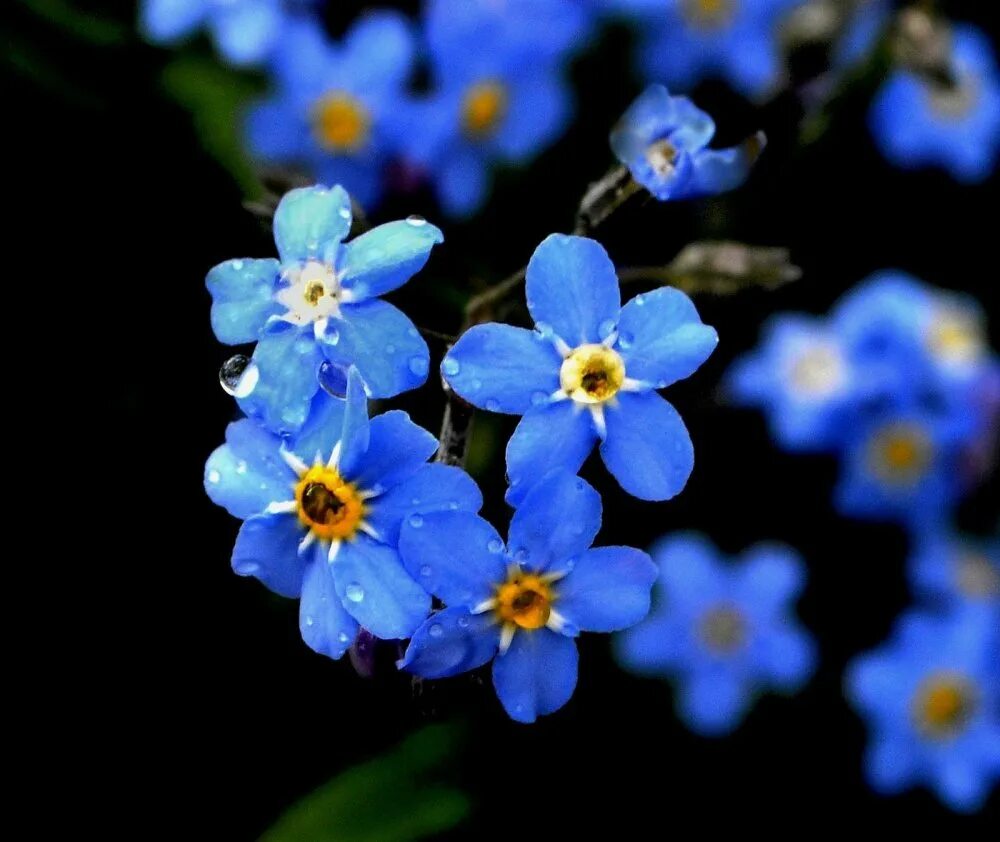 Незабудка мелкоцветковая. Незабудка мелкоцветковая (Myosotis micrantha).. Незабудка дернистая. Лазурная Незабудка.