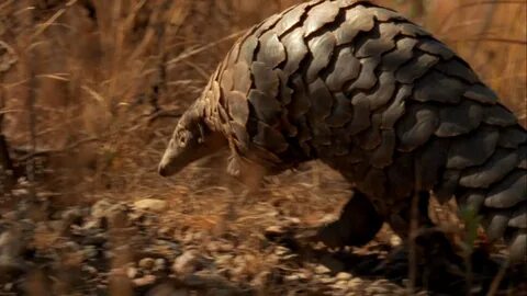 Like anteaters, the pangolin has a quick