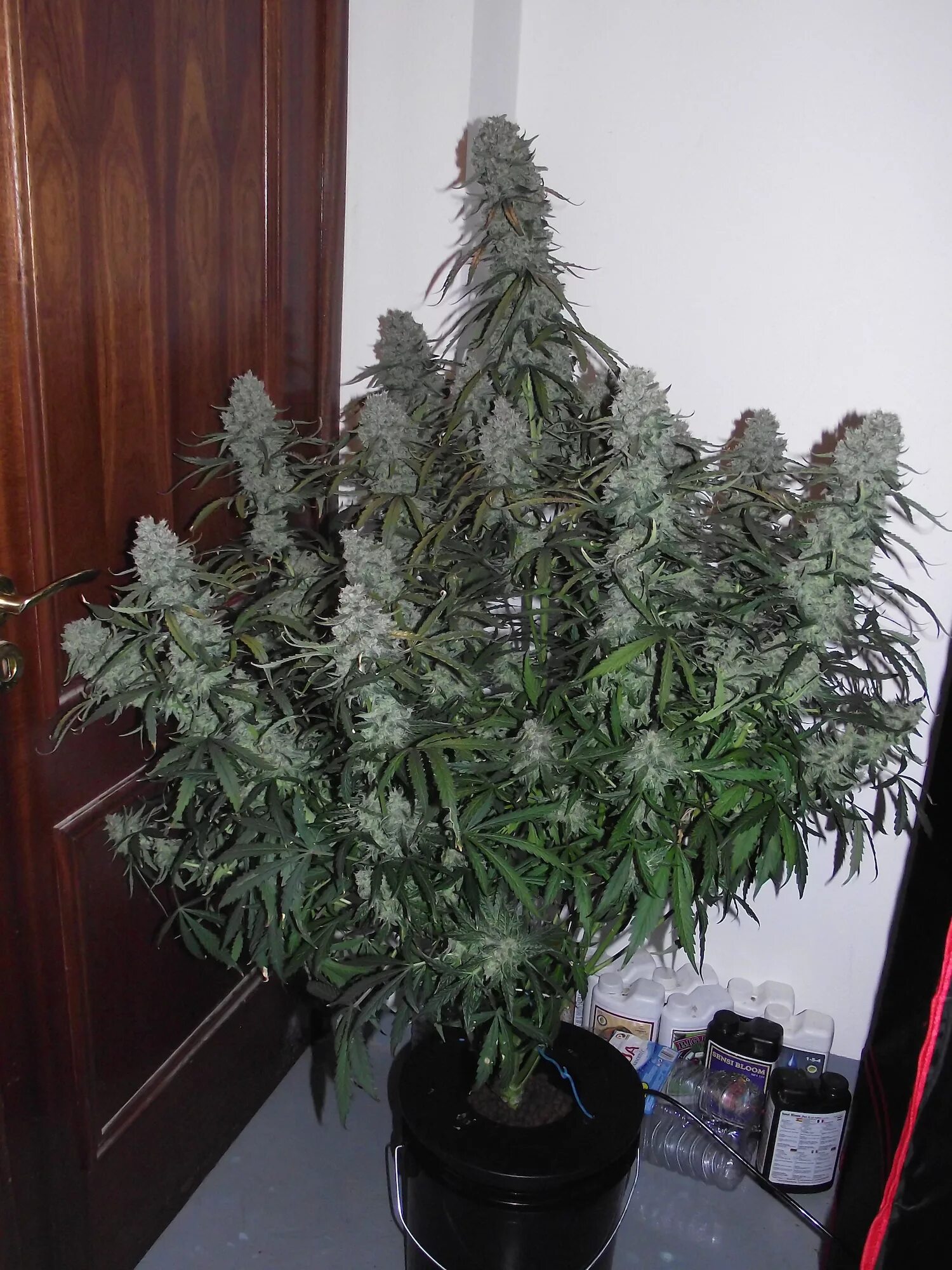 Х т сорт. Сорт гагарин автоцвет. white widow семяныч. белая вдова автоцвет. индика автоцвет.