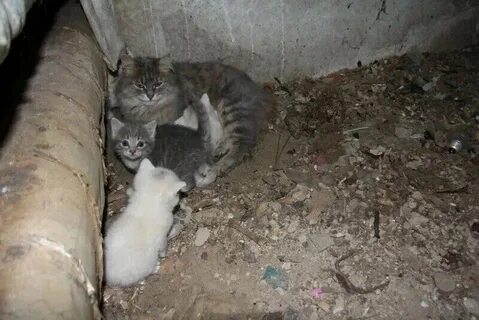 Где живет коте
