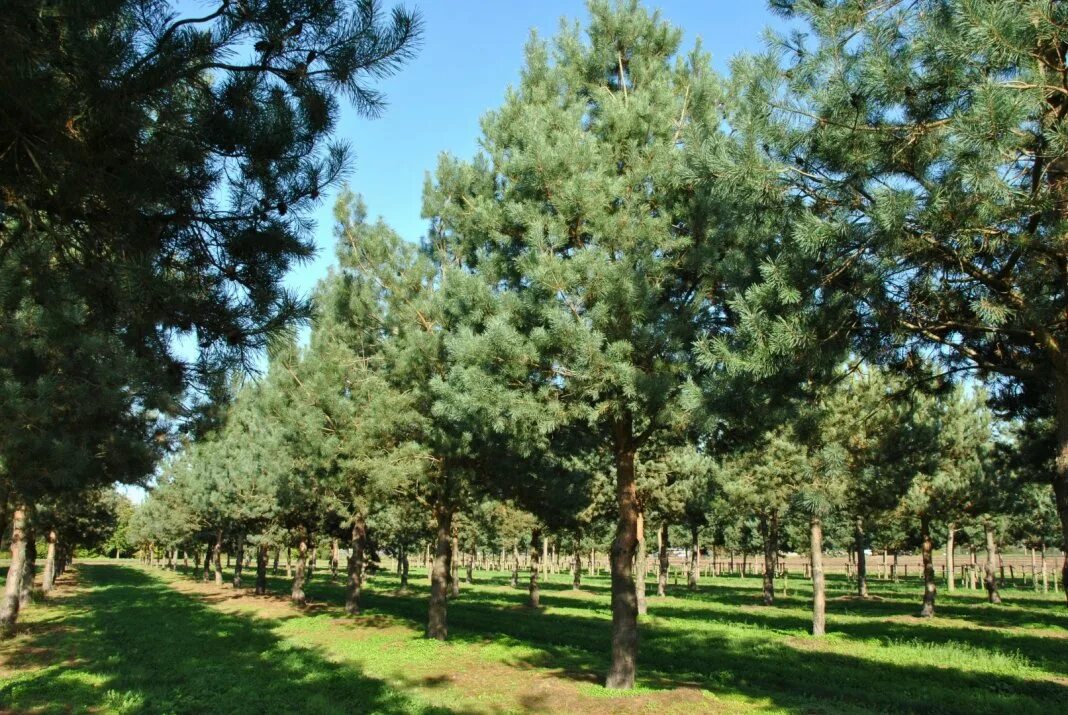 Сосна обыкновенная Pinus Sylvestris. Сосна обыкновенная (Pínus Sylvestris). Сосна обыкновенная Pinus Sylvestris l. Pinus Sylvestris (сосна обыкновенная) 'Aurea'. Обычная хвойная