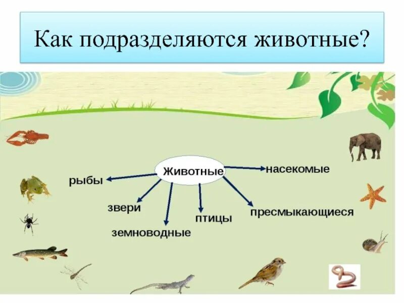 8 групп животных. Три группы животных. группы животных окружающий мир. группы животных для детей. животные делятся на.