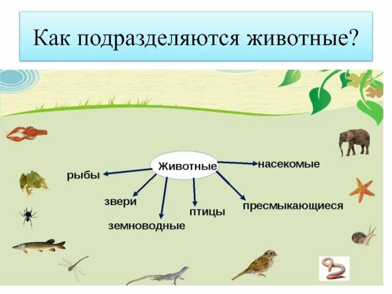 Группы животных существуют. Три группы животных. Группы животных окружающий мир. Группы животных для детей. Животные делятся на.