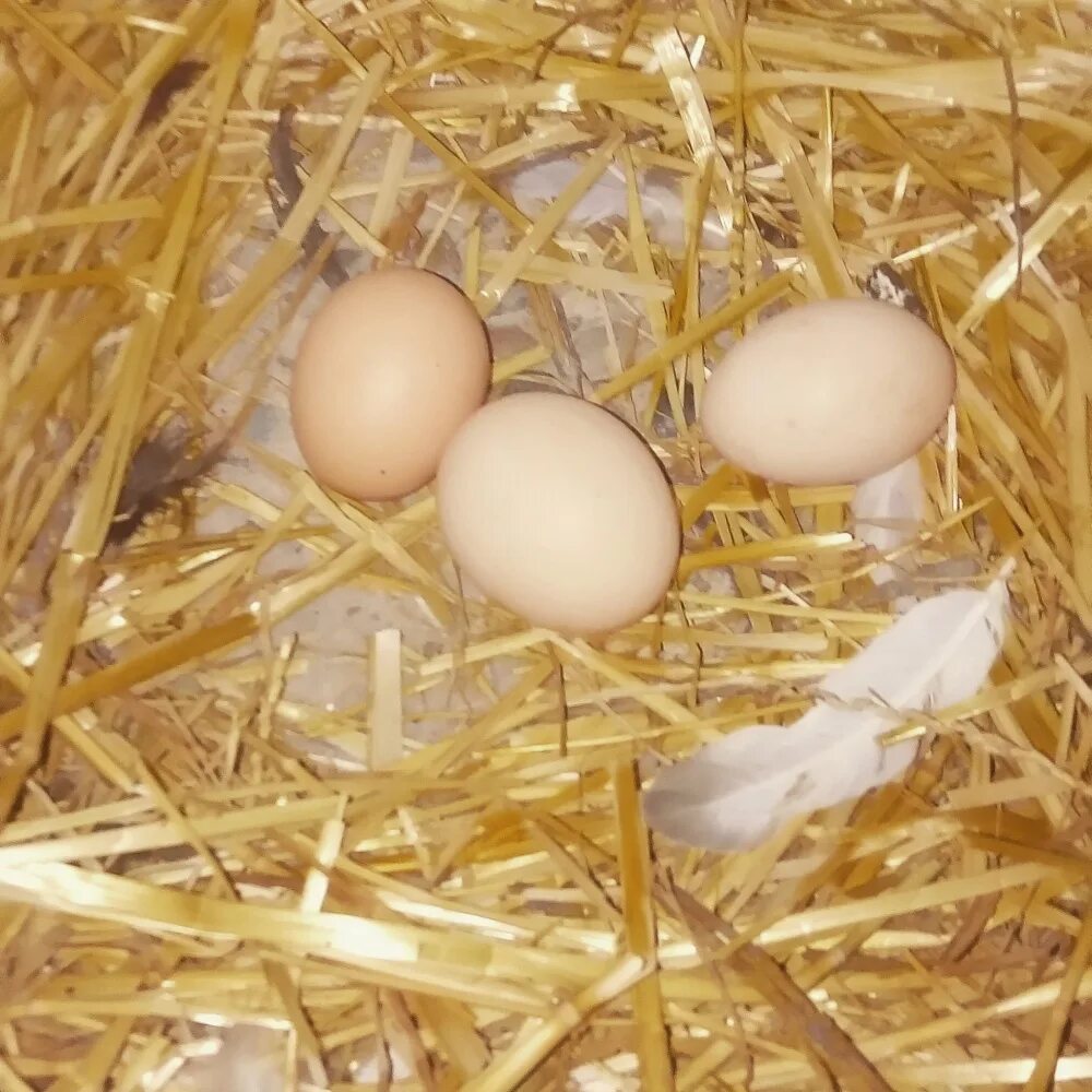 К чему снится куриное гнездо. Куриные гнезда. Яйца на соломе. Яйца в курятнике. Куриные яйца в гнезде.
