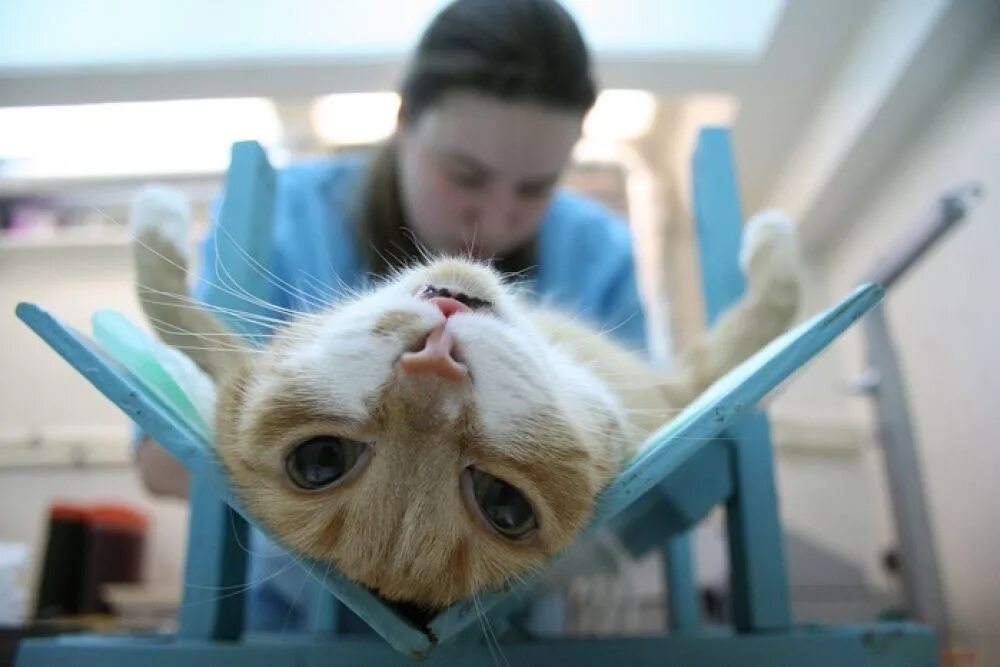 Коту делали операцию. Коту делали операцию