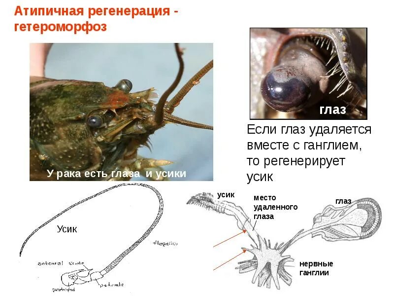 Гетероморфоз. Атипичная регенерация. Типичная и атипичная регенерация. Атипичная репаративная регенерация.