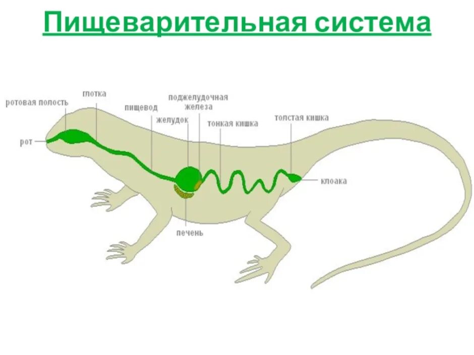 Схема рептилий. Пищеварительная система прыткой ящерицы. Внутреннее строение ящерицы пищеварительная система. Пищеварительная система ящерицы 7 класс биология. Пищеварительная система система пресмыкающихся.