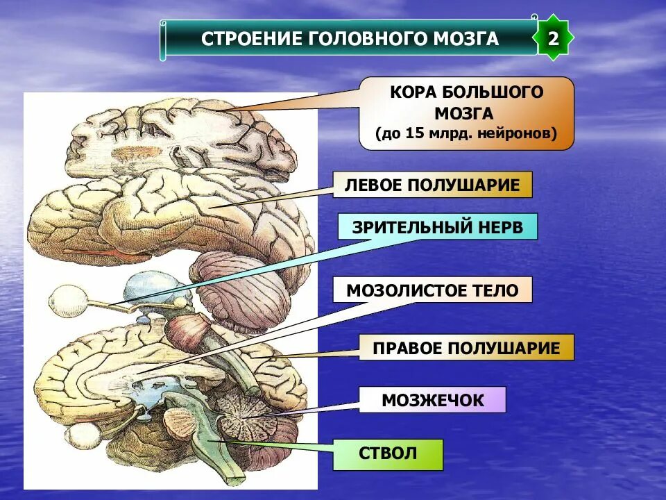 Свойства коры мозга