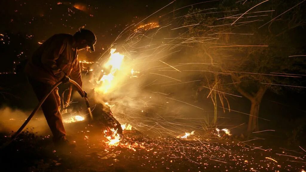 К чему снится тушить огонь во сне. Дерево горит. Сгоревшее дерево. Горящее дерево во сне. Жгут для дерева.