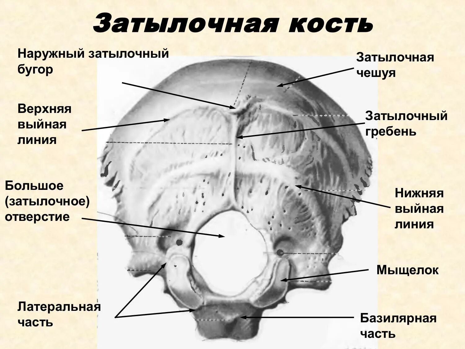 Затылок место. Затылочная кость анатомия расположение на черепе. Затылочная кость анатомия базилярная часть. Строение черепа человека затылочная кость.