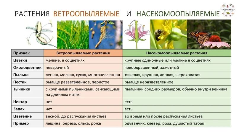 Какие приспособления у ветроопыляемых растений. Ветроопыляемые и насекомоопыляемые растения. Yfctrjvjjgsktvjt b dtnhjjgskztvjt растения. Приспособления к опылению насекомыми. Ветроопыляемые и насекомоопыляемые цветки.