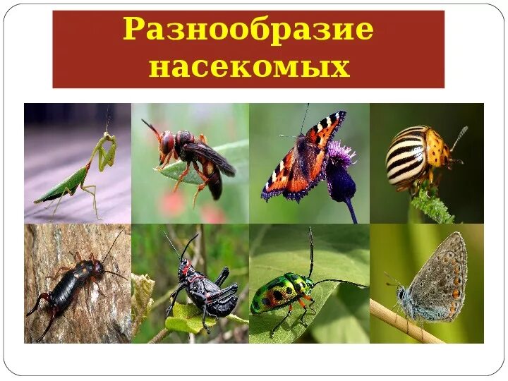 Выберите три представителя класса насекомых. Выберите три представителя класса насекомых