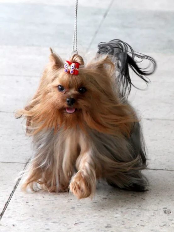 собаки ижевск