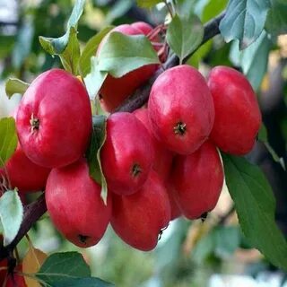 Китайка красная