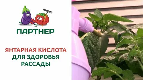Янтарная кислота для рассады овощей