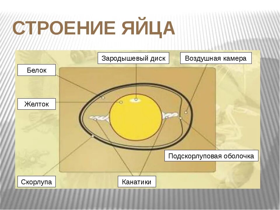 Из чего состоит яйцо
