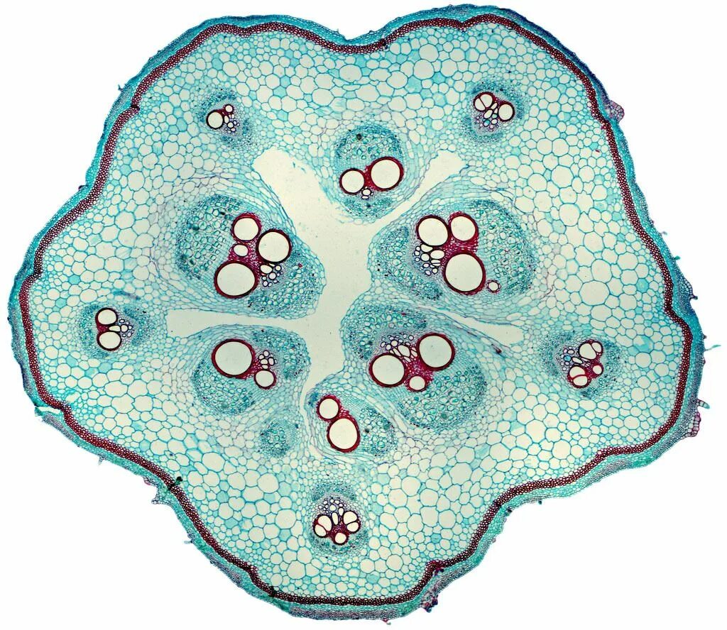 Woody Dicot Stem: Annual Rings in Four Year Liriodendron Flower wallpaper, Micro