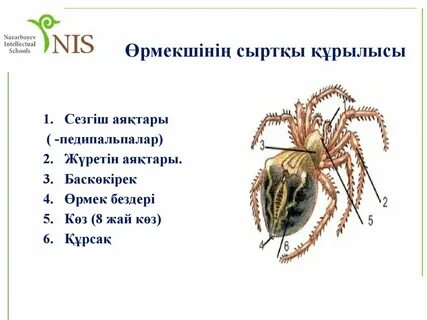 Наметкинаның жезөкшелері