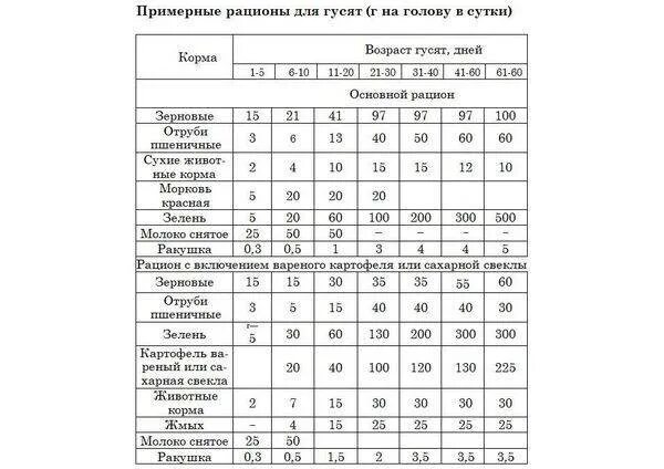 Чем кормить суточных гусят. Таблица кормления гусят. Таблица корма гусят. Норма корма для гусят в сутки. Таблица кормления гусят с первых дней жизни.