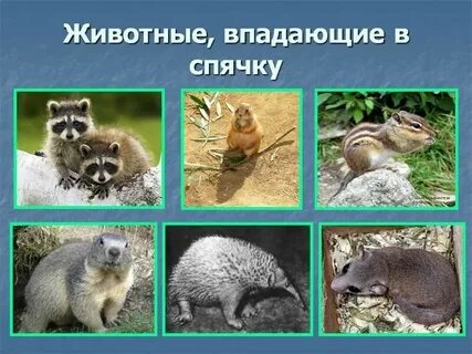 Животные которые в спячку зимой