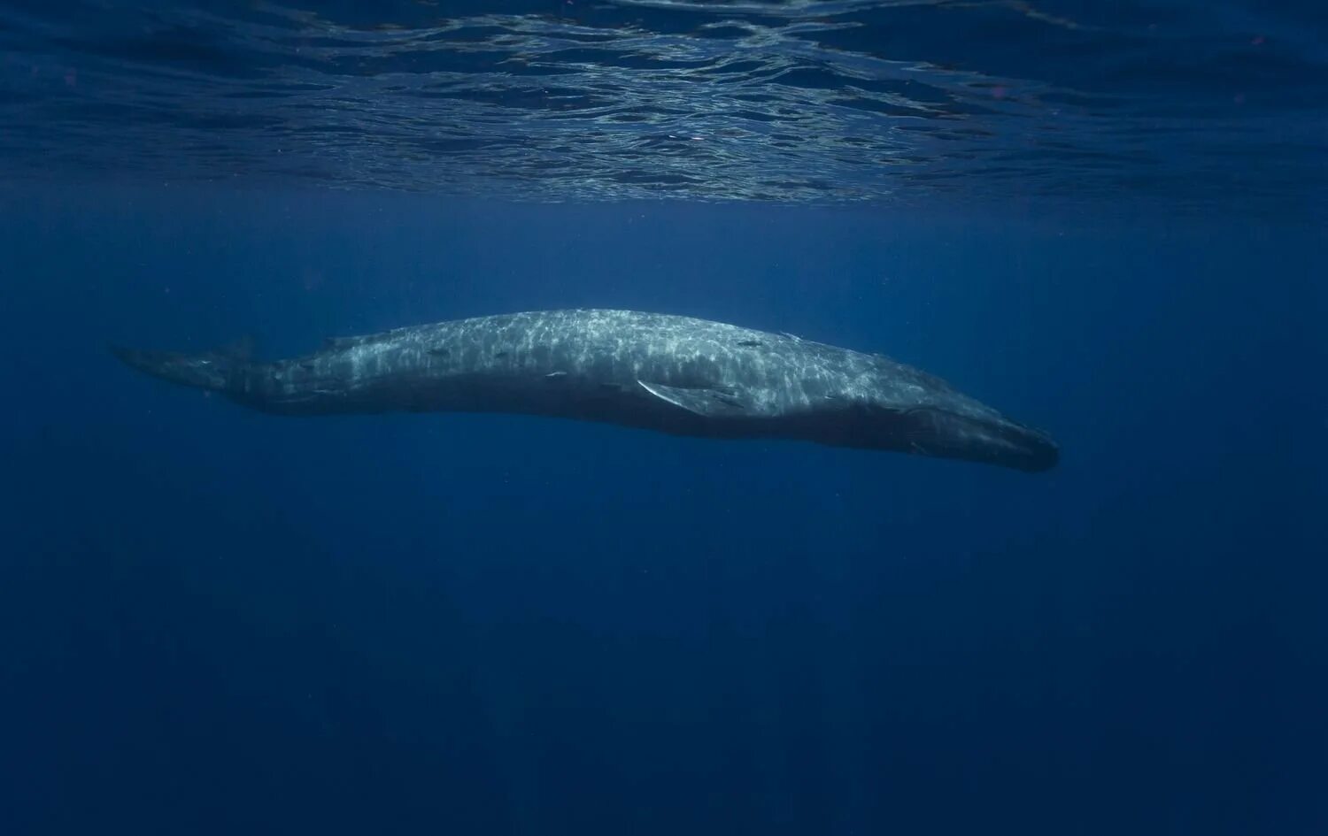 Голубой кит Balaenoptera musculus. Синий кит блювал. Синий кит (голубой кит). Голубой кит блювал.