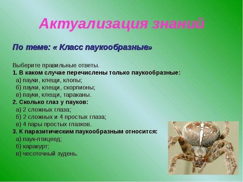 Для класса паукообразные характерно. Класс паукообразные. Биология класс паукообразные. Класс паукообразные 7 класс. Образ жизни класс паукообразные класс.