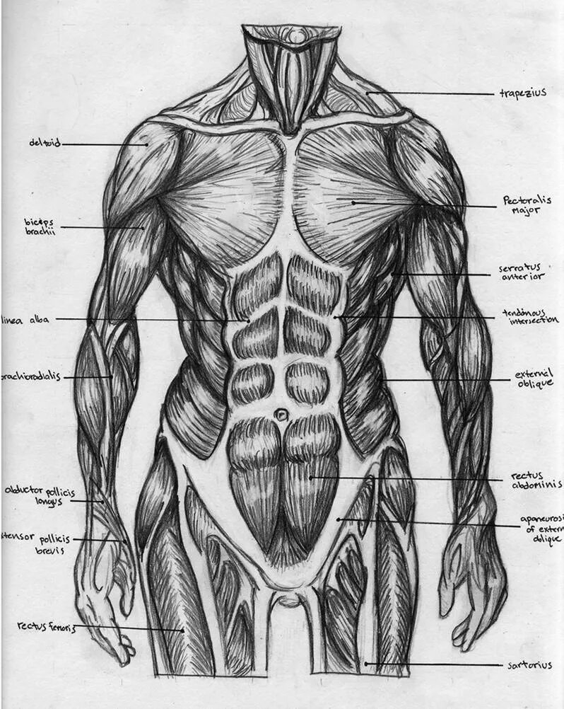 Мышцы торса человека анатомия. Строение мышц туловища. Anatomy мышцы туловища. Анатомия мышцы торса схема. Мужская часть мужчины