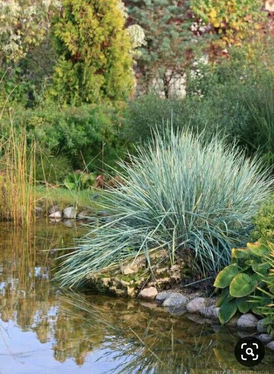 Элимус сизый злак. Элимус песчаный (elymus arenarius). Элимус песчаный (элимус голубой) –. Элимус песчаный колосняк. Элимус песчаный.