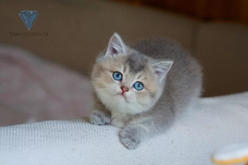 голубое золото котята. британская шиншилла ay11. британская голубая золотая шиншилла. британская шиншилла ay11. голубая золотая шиншилла шотландская.
