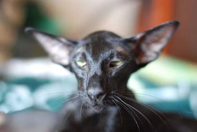 ориентальный кот.