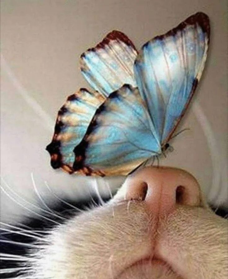 кошка с бабочками. радуга жизни. необычные ситуации. дождь для радуги. забавные картинки.